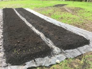 raised beds no build no dig garden, no till garden beds on quack grass
