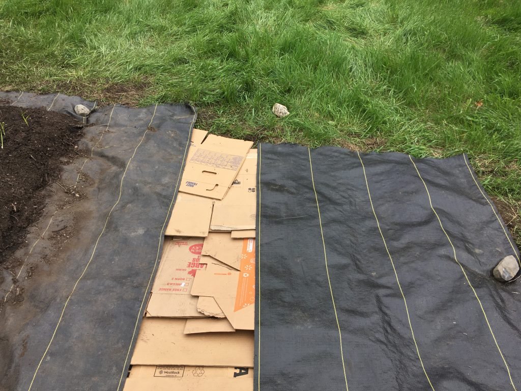 cardboard laid down in row on quack grass with weed cloth on either side to smother weeds for a raised bed garden
