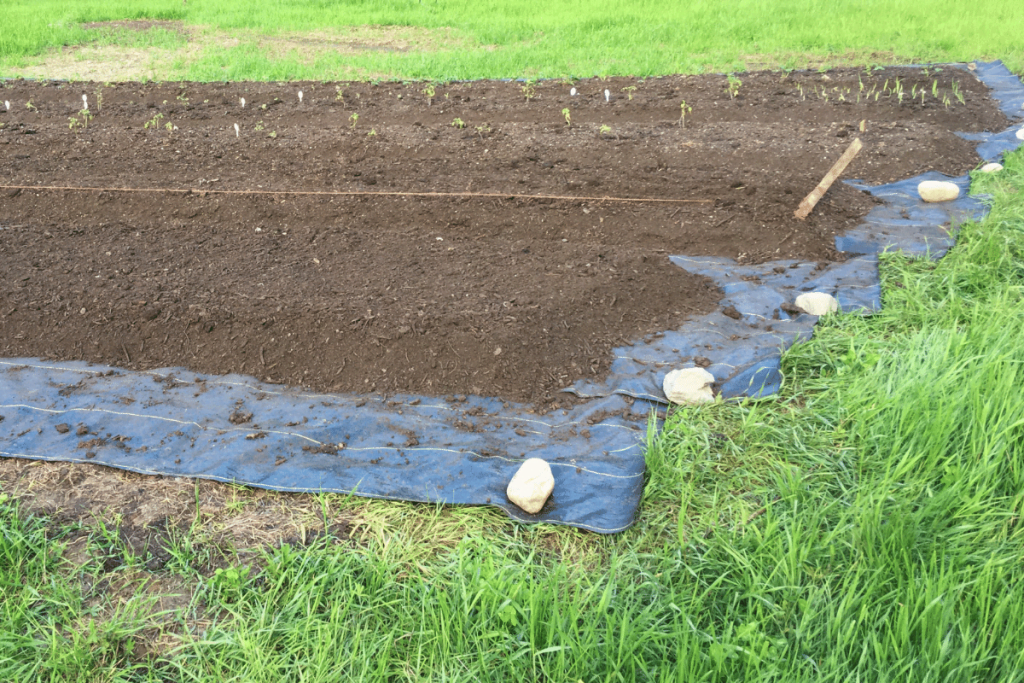 raised garden beds with no boxes, no dig, in a quack grass field with young vegetable plants growing in it