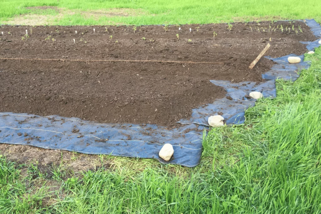 raised garden beds with no boxes, no dig, in a quack grass field with young vegetable plants growing in it
