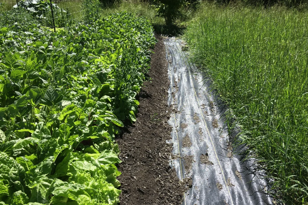 raised garden beds with no boxes filled with garden vegetables with landscaping fabric in the walk way next to quack grass field