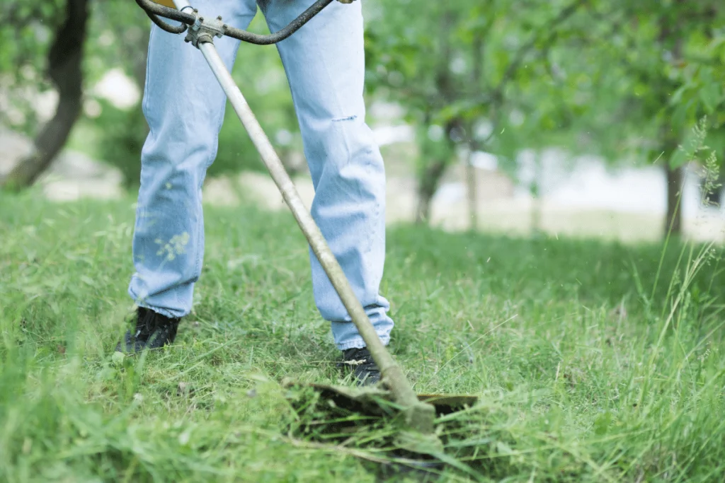 weed whacking quack grass in field