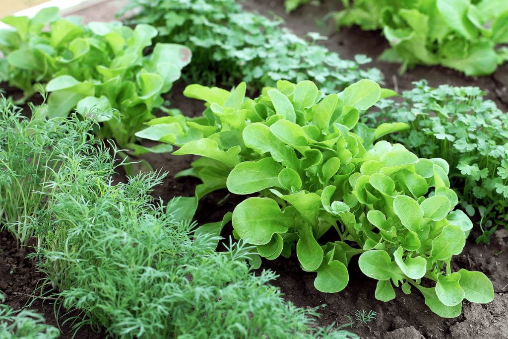 garden vegetables growing in soil