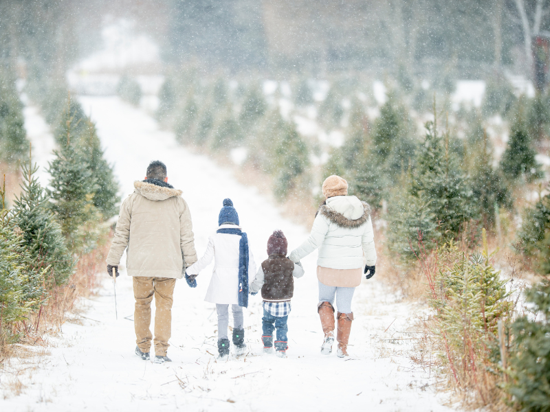 Family of four walking hand in hand down a snowy path in a spruce or Christmas tree forest while it's snowing. 