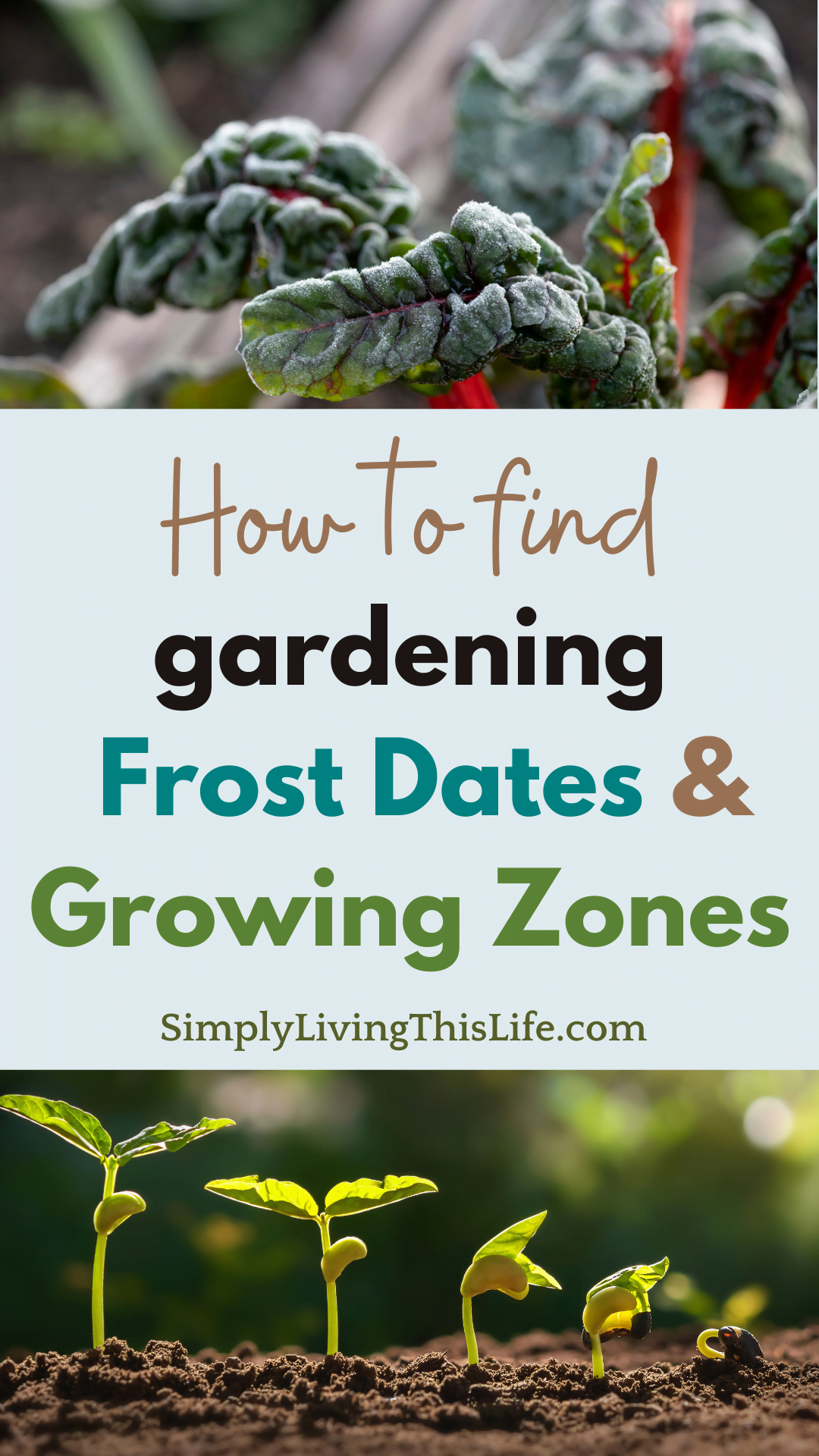 text inbetween two images of frost on a garden plant and bean plants growing