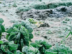 hard frost on fall garden plants