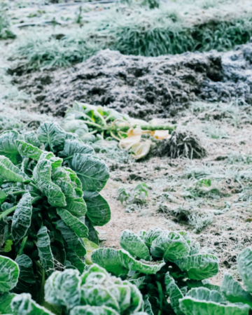 hard frost on fall garden plants