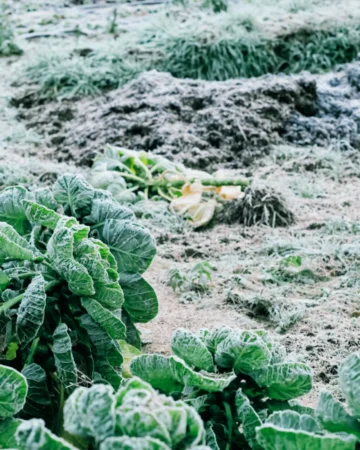 hard frost on fall garden plants
