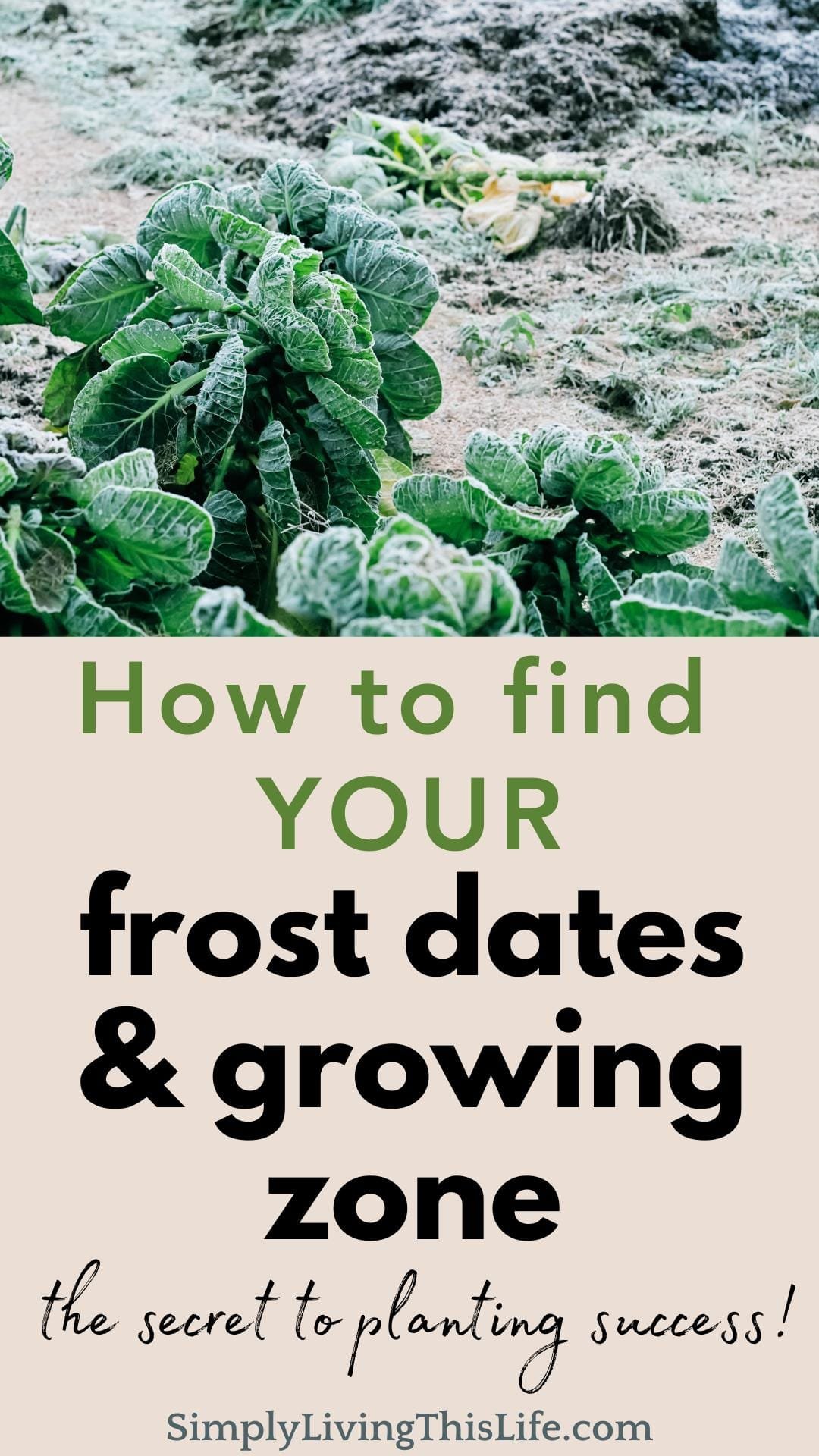 frost on garden greens with text below