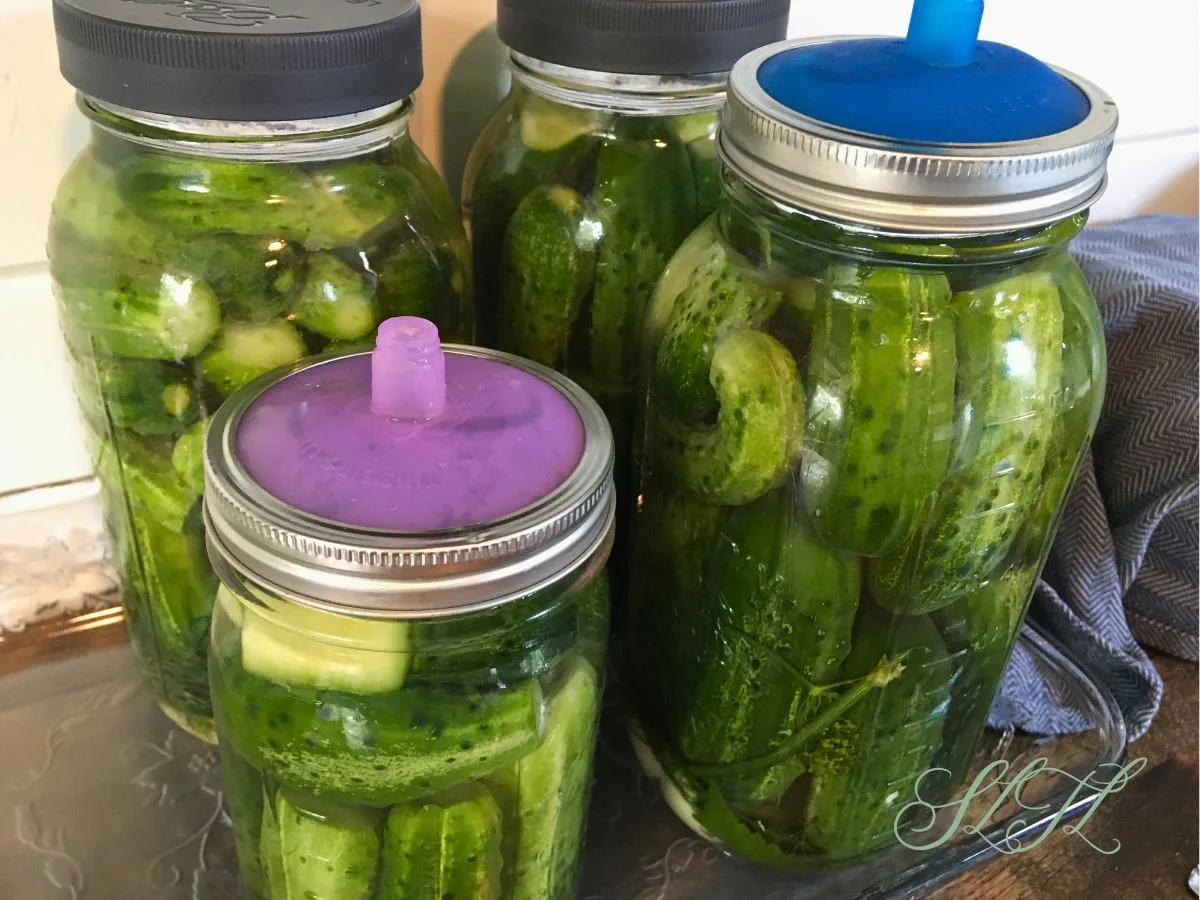 lacto fermented dill pickles in one quart and two quart jars, tow with airlock fermenting lids, two with regular plastic mason jar lids