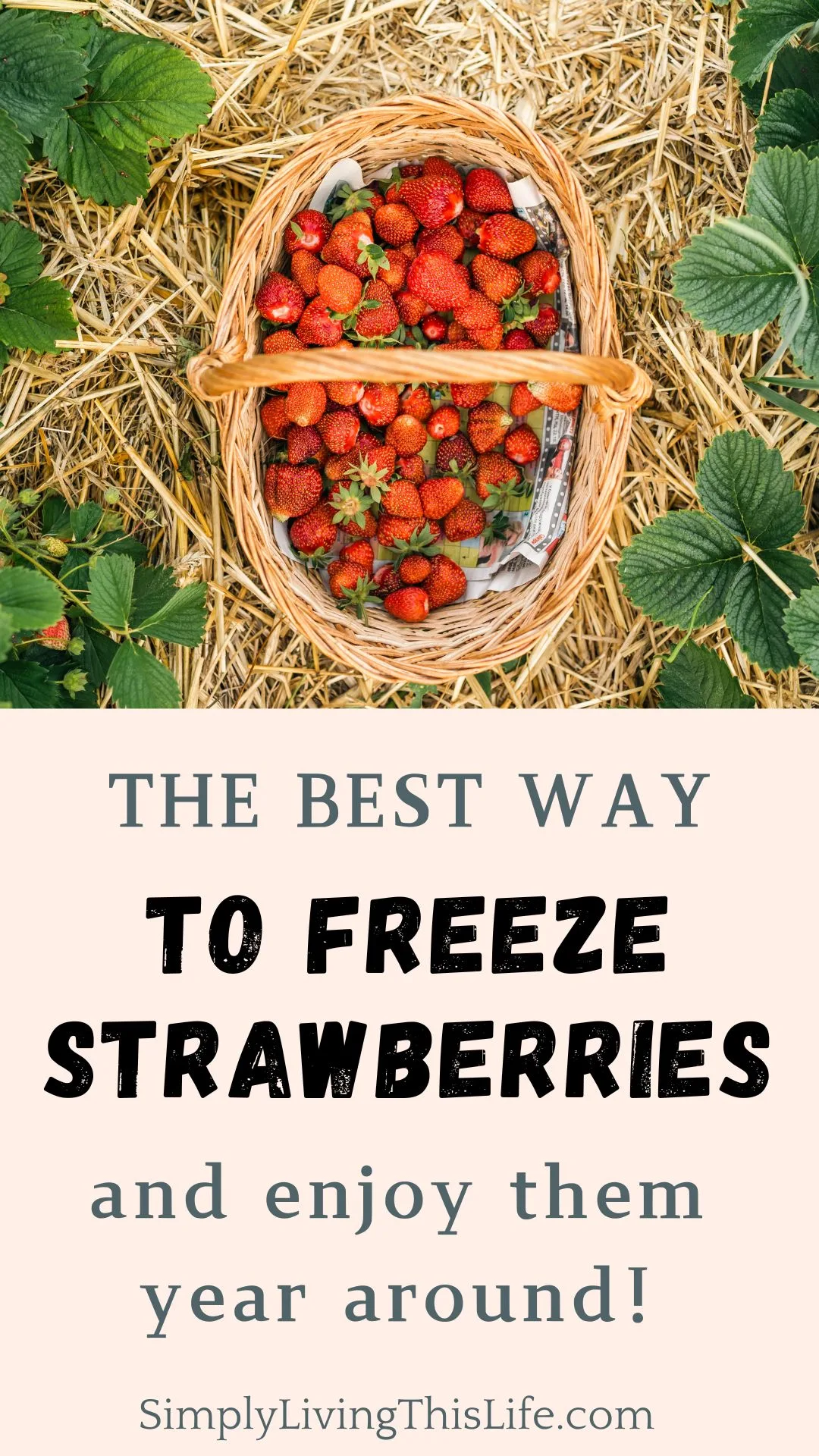 image of strawberries in basket on straw next to strawberry plants above text