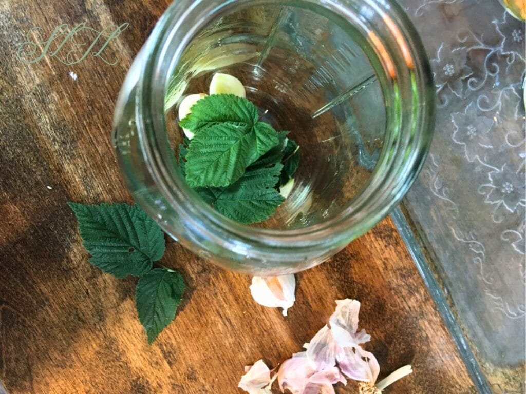 quart jar with garlic cloves and tannin raspberry leaves at bottom of jar, with red raspberry leaves and garlic peals on table on the counter beside.