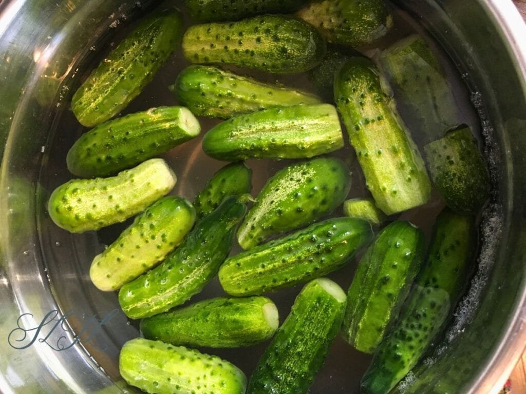 pickling cucumbers with blossom ends cut off sitting in ice cold water in a bowl.