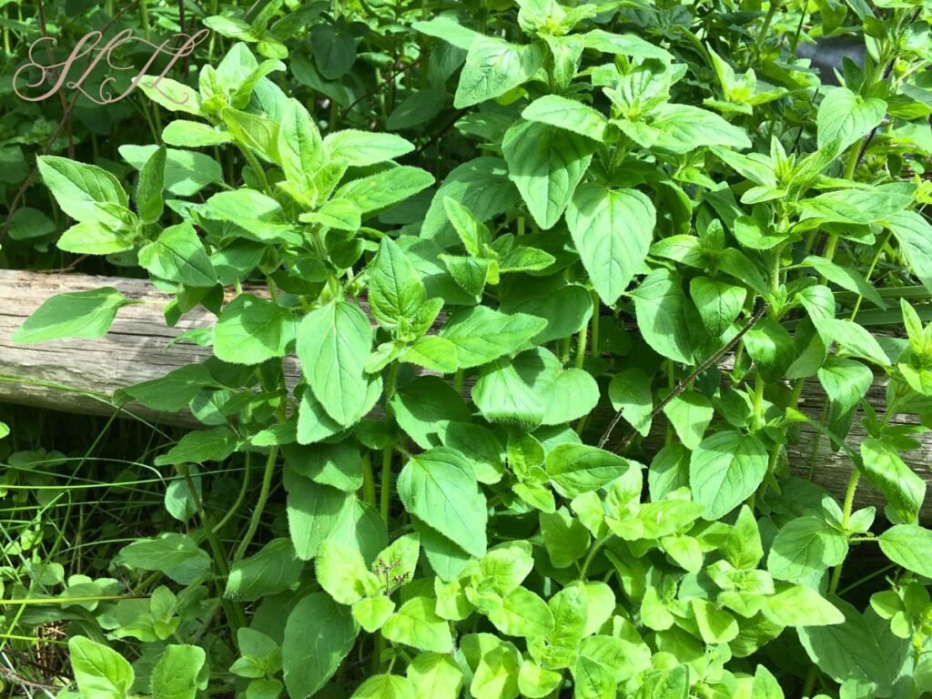 oregano growing next to round wooden post