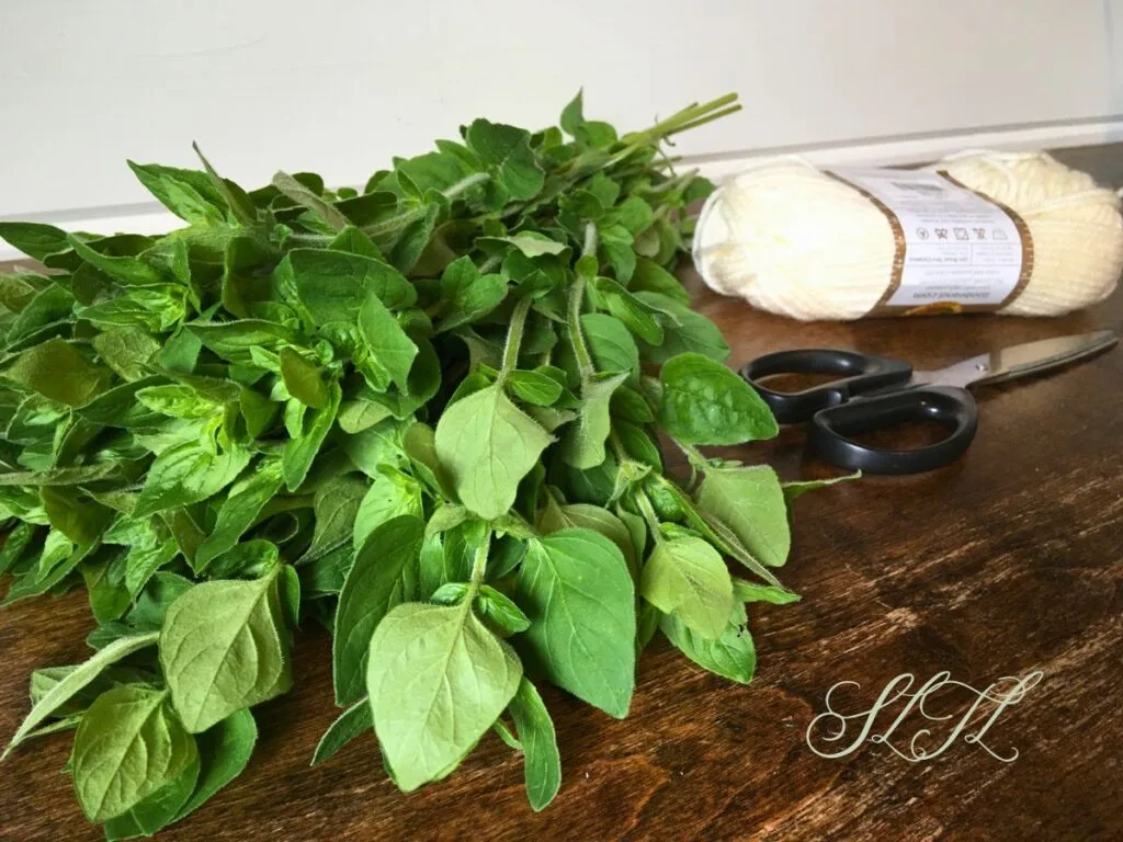 bundle of fresh oregano laying on wooden counter with white yarn and black scissors beside it