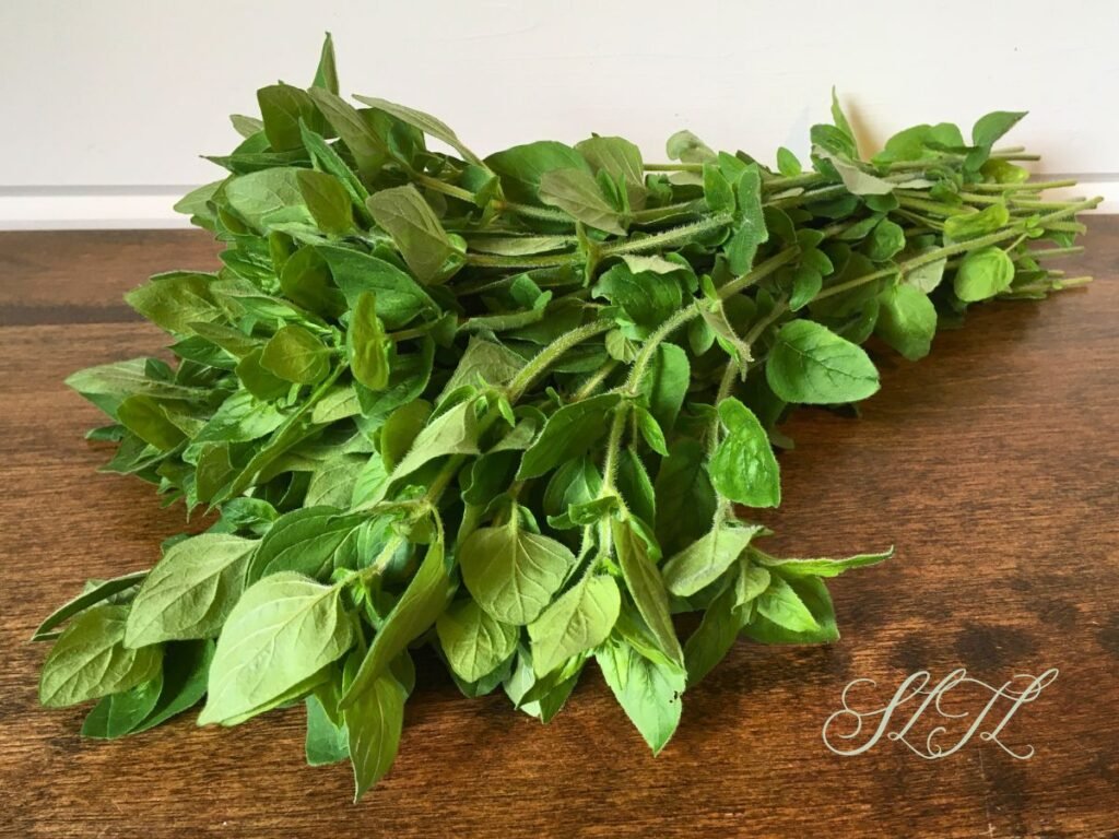 bundle of fresh oregano laying on wooden table