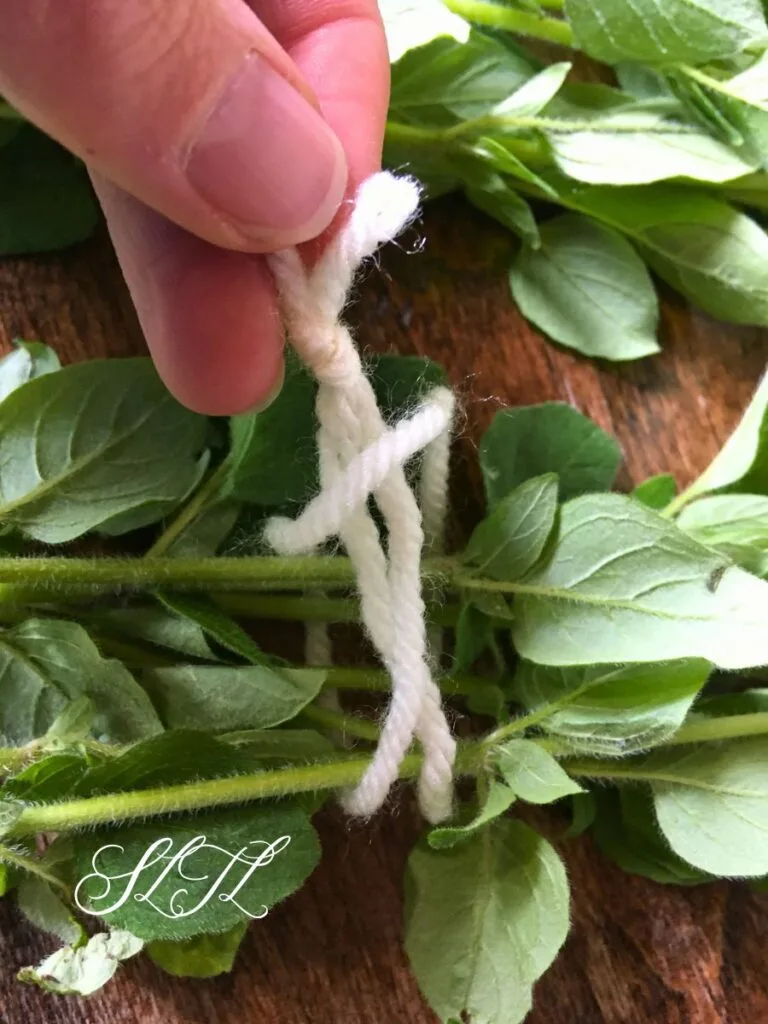 making a slip knot for holding oregano bundle together