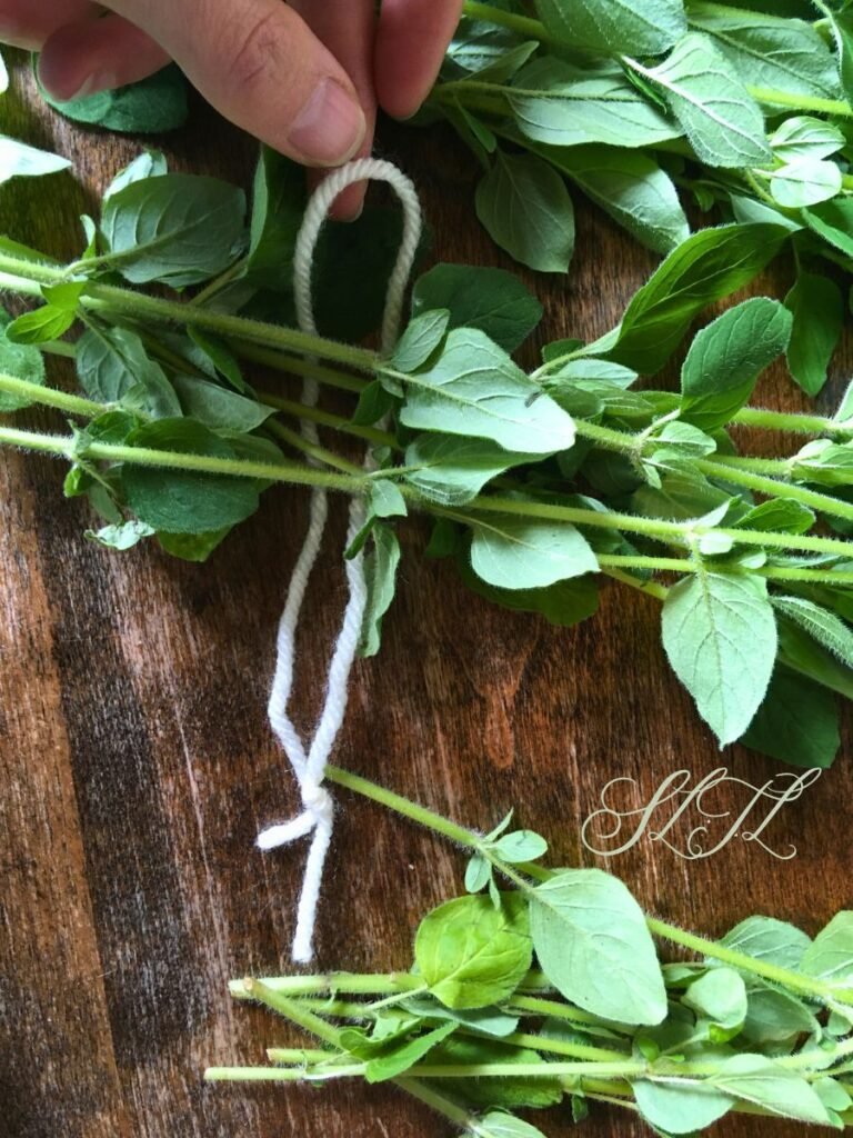 wrapping yarn around fresh oregano bundle