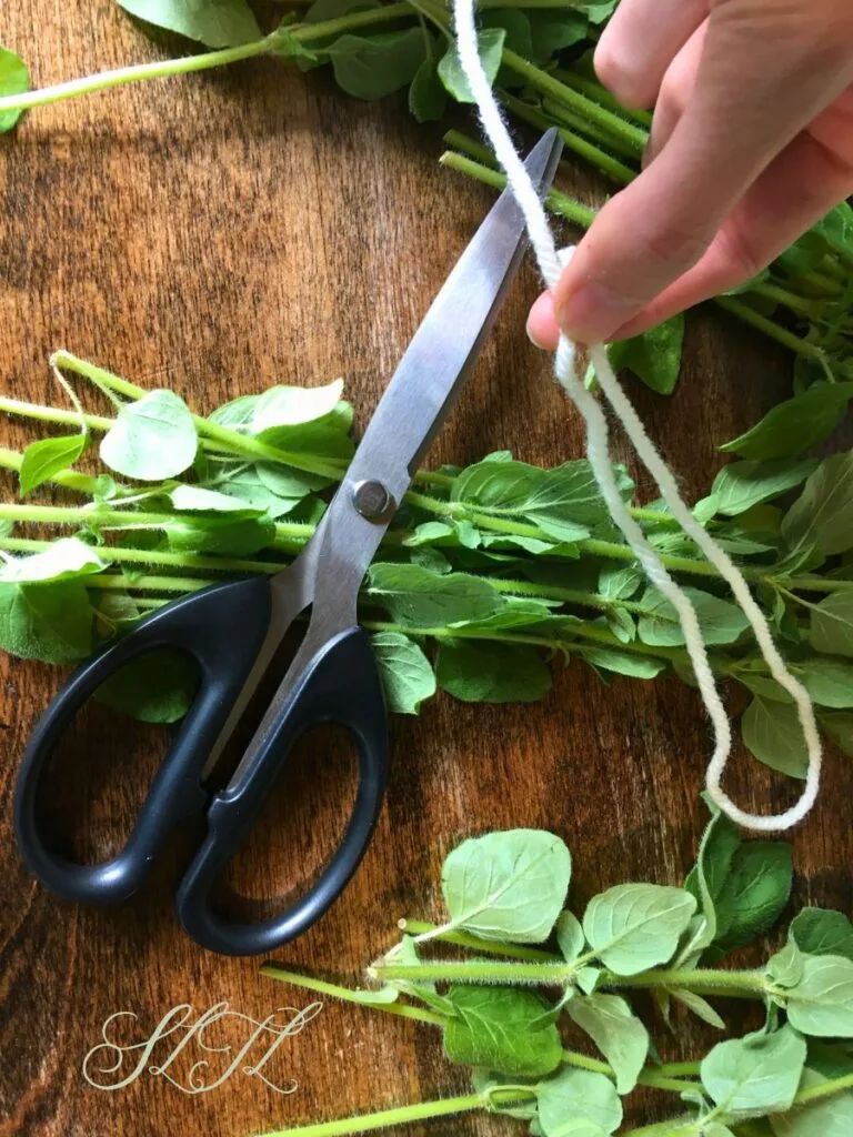 making a knot at end of white yarn above fresh oregano and a pair of scissors