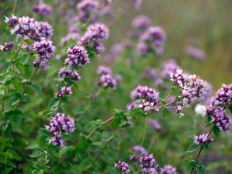 pink-purple oregano flowers