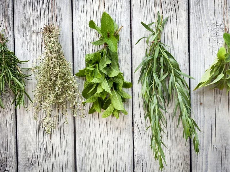 variety of herbs hanging to dry on wooden wall