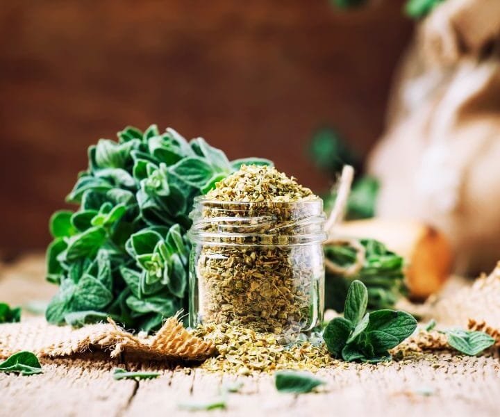 fresh bundle of oregano with a jar of dried oregano spilling over sitting on a wooden table