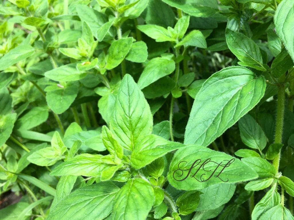 close up of fresh oregano