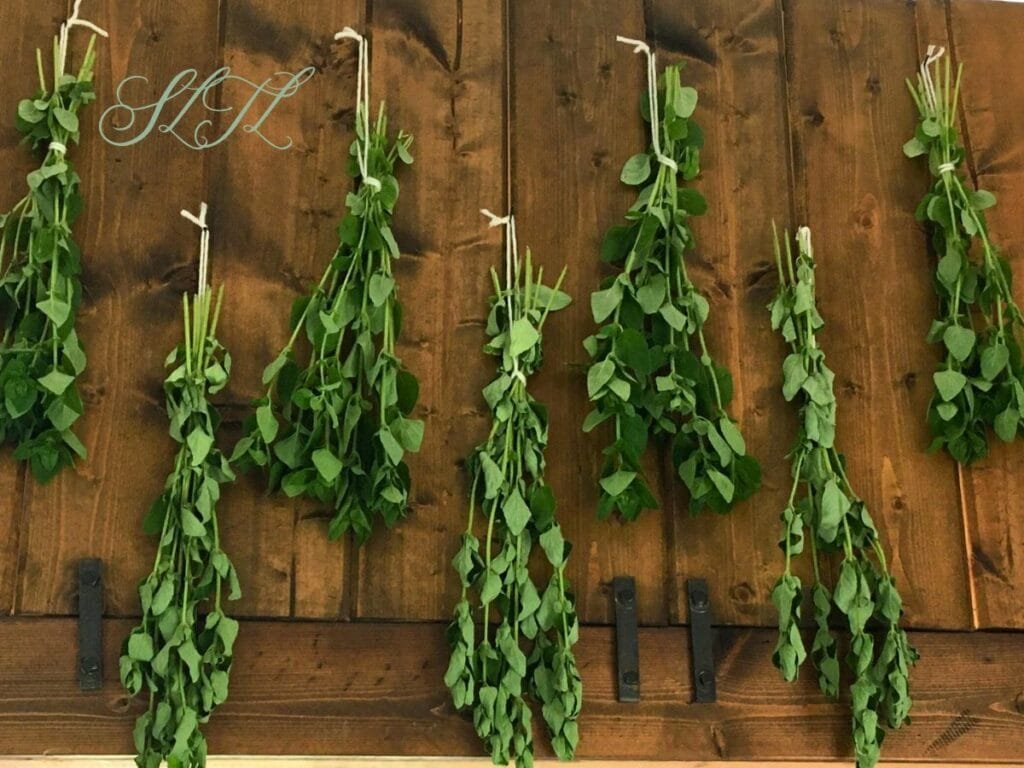 many bundles of oregano hanging on brown wooden wall drying
