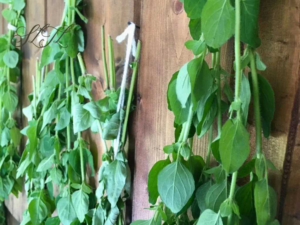 close up of multiple bundles of oregano hanging upside down from nails to dry on a wooden wall