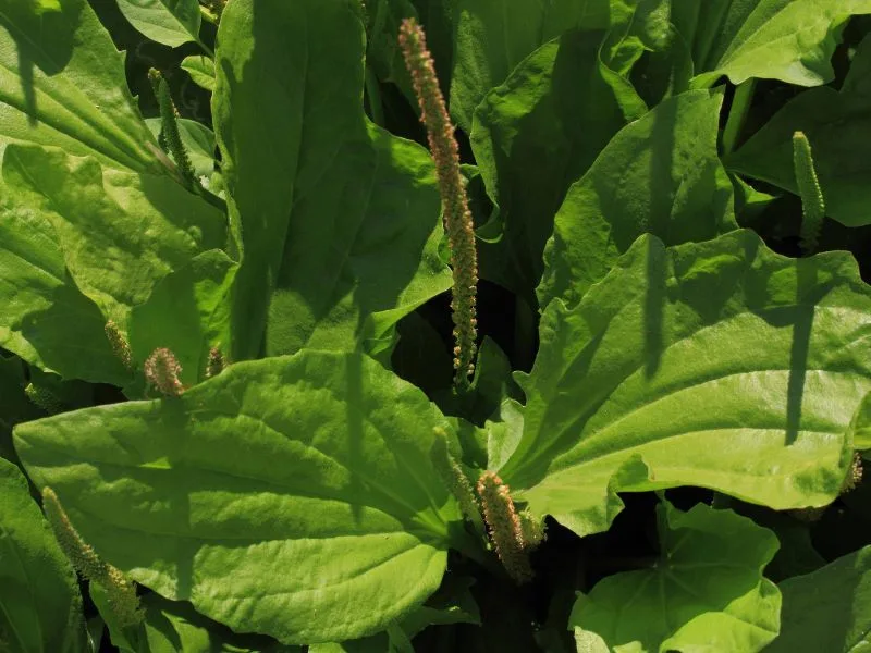 close up of plantain plant weed