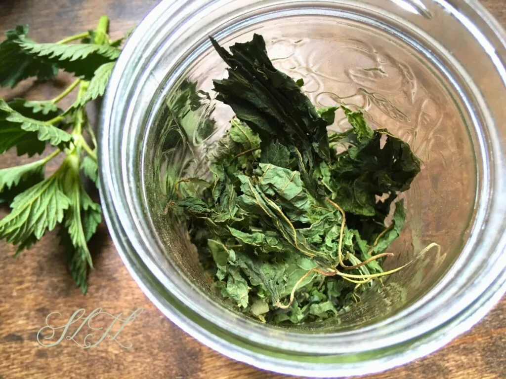 dried stinging nettle in a mason jar with fresh nettle sitting beside it on the wooden table