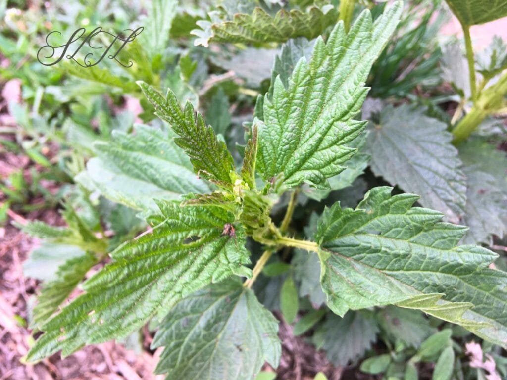 close up top image of stinging nettle in spring