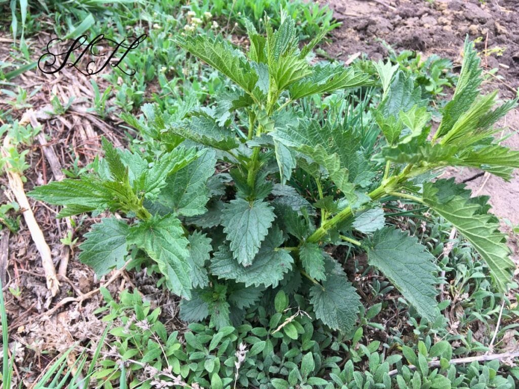 stinging nettle plant in spring