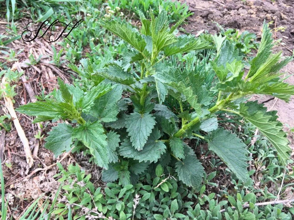 stinging nettle plant in spring 