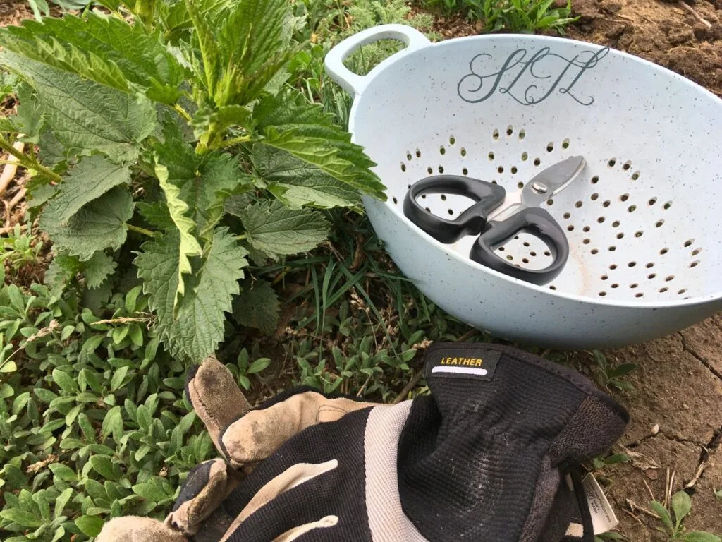 stinging nettle plant next to a blue colander with scissors in it and gloves laying next to these on the ground.