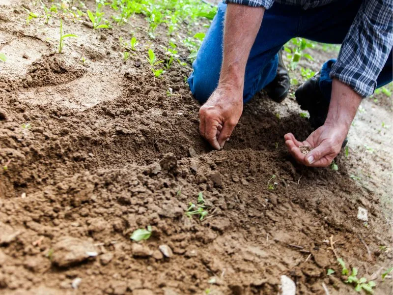 man's hands planting seeds in dirt