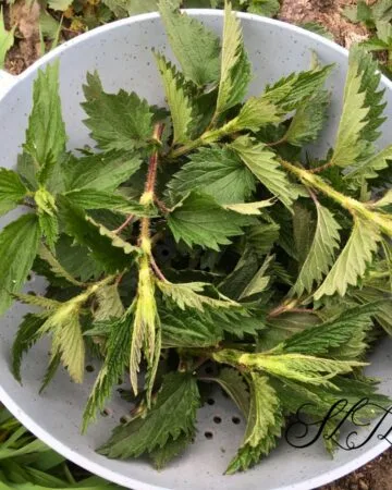 tops of stinging nettle leaves cut and in a blue colander sitting on the ground outside