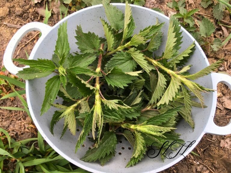 tops of stinging nettle leaves cut and in a blue colander sitting on the ground outside