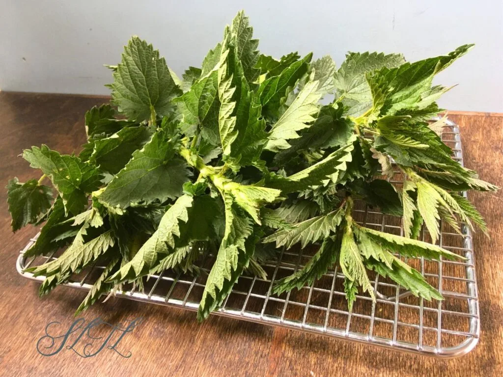 stinging nettle sitting on a drying rack on a wooden table