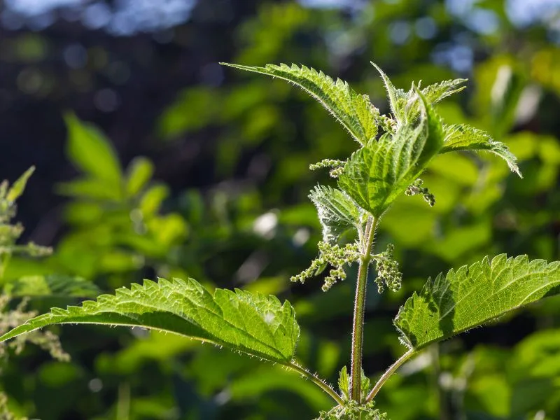 close up of a stinging nettle plant in late summer or fall with seeds on it