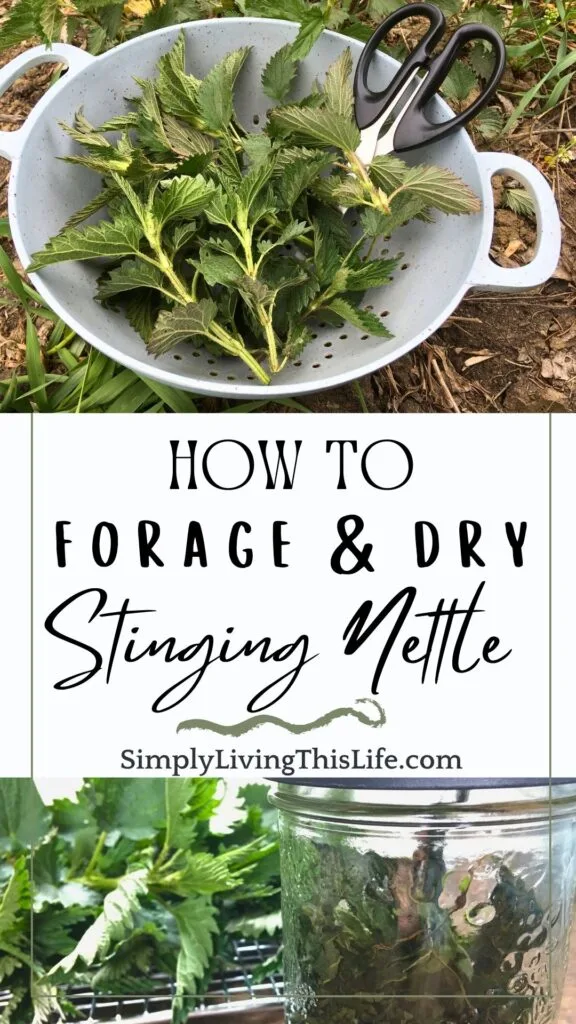Text in between tow images. Top image. Tops of the stinging nettle leaves cut and in a blue colander sitting on the ground outside. Bottom image has dried stinging nettle in a mason jar with fresh stinging nettle sitting on a drying rack to dry in the background.