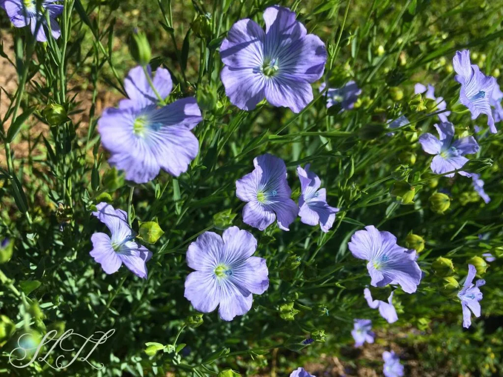 close up of purple-blue flaxseed flowers growing outside
