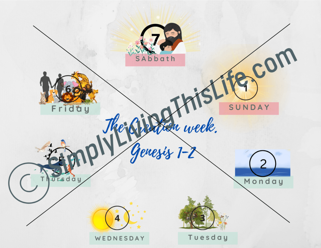 the cycle of creation week chart with images of what was created on each day
