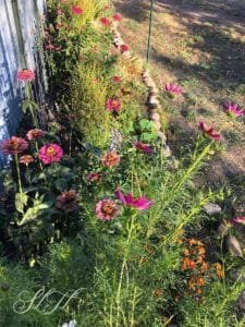 new flower bed with zinnias and cosmos, other perennial flowers and a rock border
