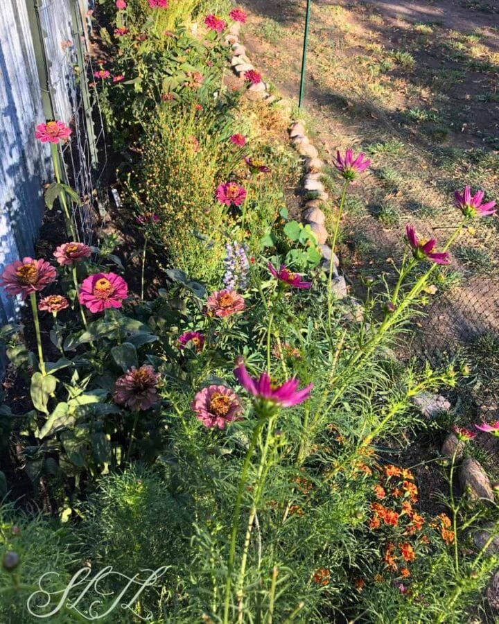 new flower bed with zinnias and cosmos, other perennial flowers and a rock border
