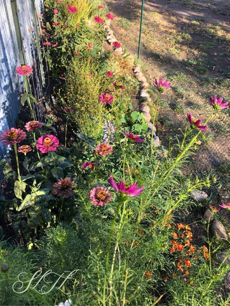 new flower bed with zinnias and cosmos, other perennial flowers and a rock border