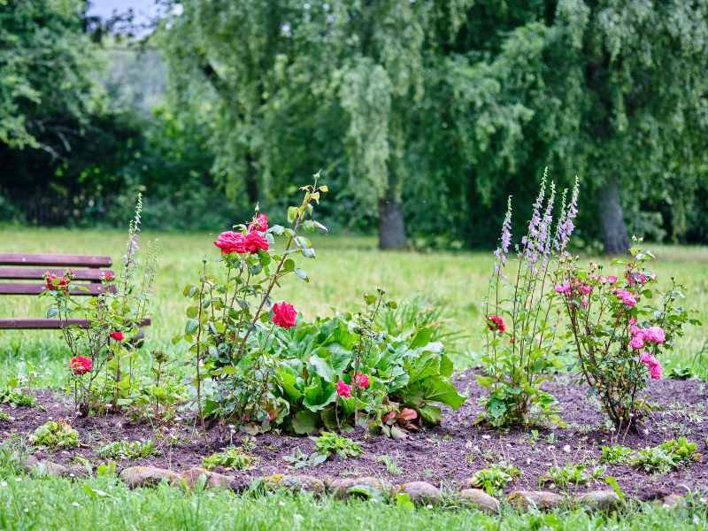 rock boarder around rose flower bed in middle of grass with trees in background