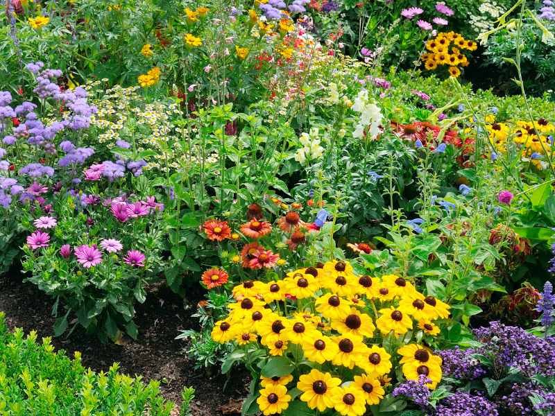 close up of many colourful blooming flowers