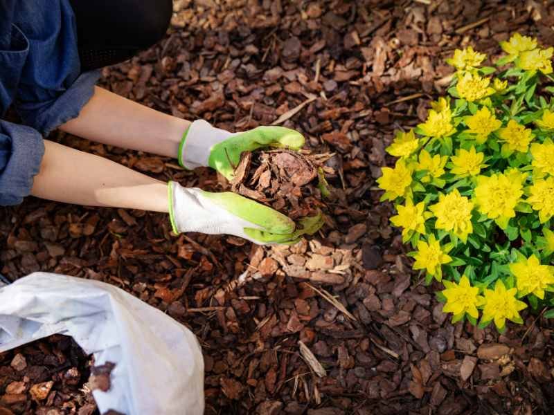 top view of hands holding wood chip mulch next to a flowering mums and a bag of mulch