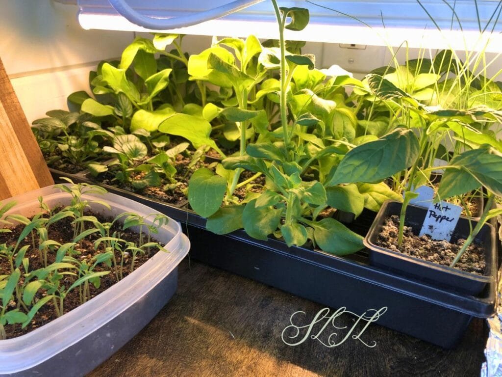 seedlings in a tray and kitchen container under a grow light 